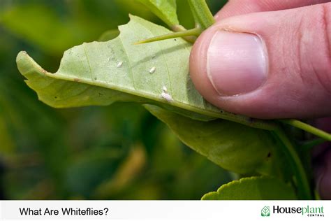 treatment for whiteflies on plants.